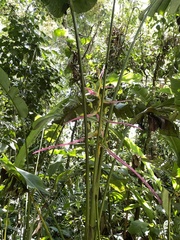 Heliconia aemygdiana