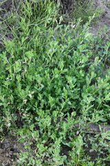 Polygonum aviculare