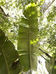 Heliconia aemygdiana