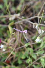 Epilobium palustre