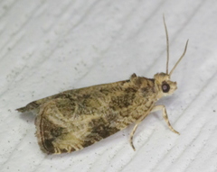 Olethreutes connectum