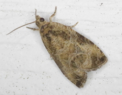 Olethreutes connectum