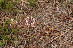 Pelargonium dipetalum