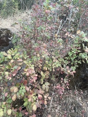 Toxicodendron diversilobum