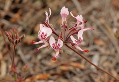 Pelargonium dipetalum