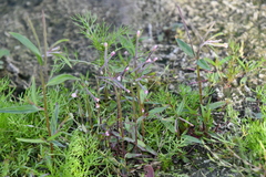 Epilobium palustre
