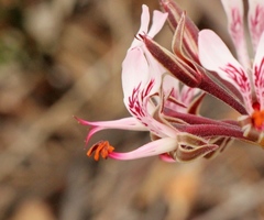 Pelargonium dipetalum