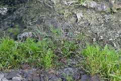 Epilobium palustre