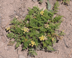 Cymopterus terebinthinus californicus