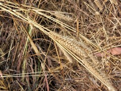 Cenchrus pedicellatus