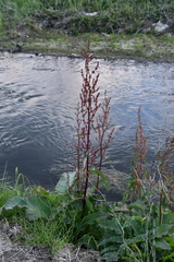 Rumex aquaticus protractus