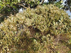 Acacia longifolia