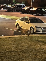 Odocoileus virginianus
