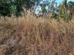 Cenchrus pedicellatus