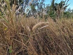 Cenchrus pedicellatus