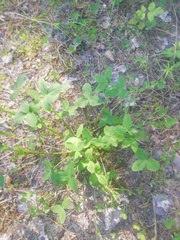 Trifolium hybridum