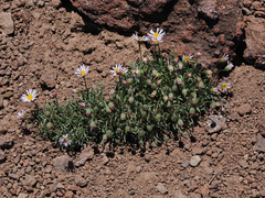 Erigeron barbellulatus