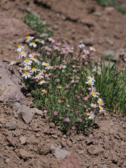 Erigeron barbellulatus
