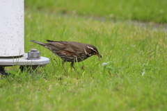 Turdus iliacus coburni