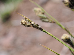 Carex heteroneura