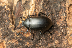 Eucyrtus anthracinus