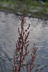 Rumex aquaticus protractus