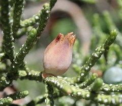 Walshomyia juniperina