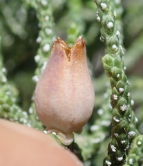 Walshomyia juniperina