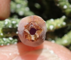 Walshomyia juniperina