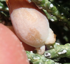 Walshomyia juniperina