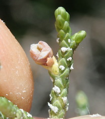 Walshomyia juniperina