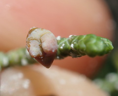 Walshomyia juniperina