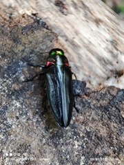 Belionota prasina
