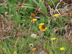 Helenium bolanderi