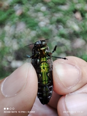 Belionota prasina