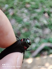Belionota prasina