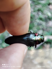 Belionota prasina