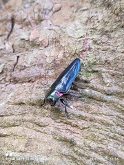 Belionota prasina