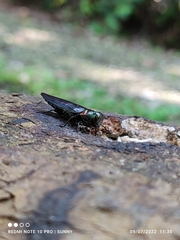 Belionota prasina