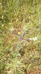 Carlina vulgaris