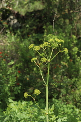 Prionosciadium thapsoides