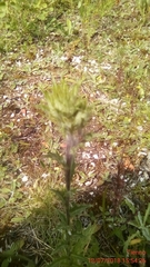 Carlina vulgaris