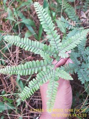 Adiantum hispidulum
