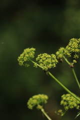 Prionosciadium thapsoides