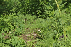 Prionosciadium thapsoides
