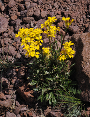 Erysimum perenne