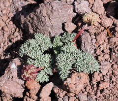 Cymopterus cinerarius