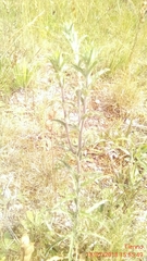 Carlina vulgaris