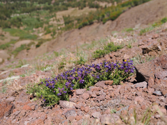 Penstemon heterodoxus heterodoxus