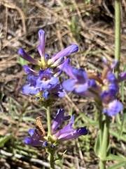 Penstemon euglaucus
